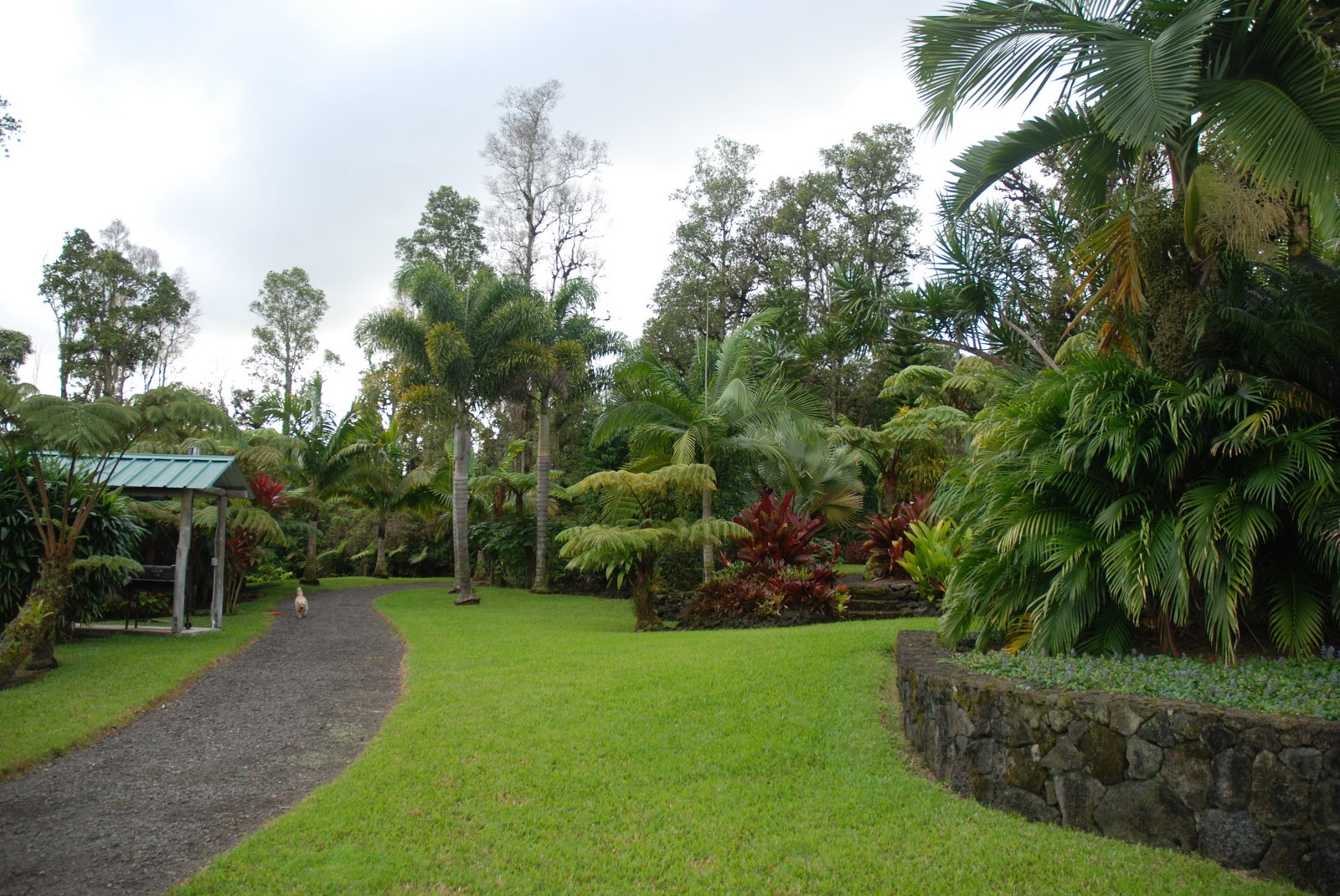 Another amazing palm garden DISCUSSING PALM TREES WORLDWIDE PalmTalk